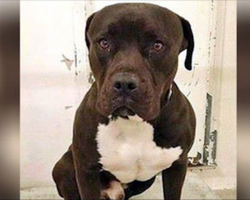 Owner Laughed At Crying Dog Dumped At The Shelter, But It’s The Dog Who Got The Last Laugh