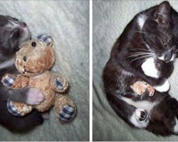 10+ Before-And-After Photos Of Pets Growing Up With Their Toys
