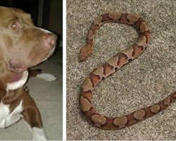 Man hears child scream in yard, finds struggling pit bull, dead snake, and horrified child