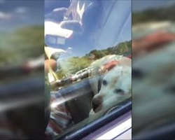Police Officers Rescue Two Dogs From Overheated Cars That Reached 150 Degrees
