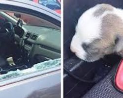 Police Smash Window To Free Puppy In Hot Car