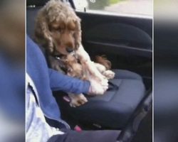 Pup is in the car, refuses to let the driver move until one thing happens
