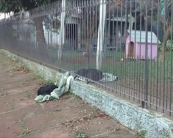 Rescued Puppy Pulls Her Blanket Outside To Share It With Stray Dog