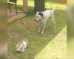 Big Dalmatian Stares Down Tiny Rabbit In Garden, But Then The Brave Bunny Chases Him Instead