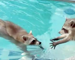Owner Records Raccoon Trying To Lift His ‘Drowning’ Brother Out Of The Pool