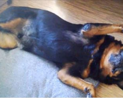 Realizing owner is about to feed him meds, dog hilariously plays dead