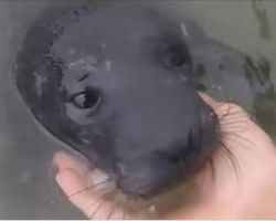 Campers Rescue A Baby Seal Who Was Stranded On A Beach, Then He Thanks Them One By One