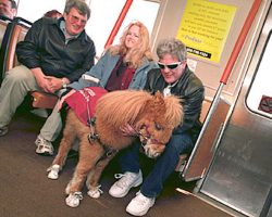 Cuddles the Miracle “Seeing Eye” Horse Gives His Blind Owner A New Lease On Life