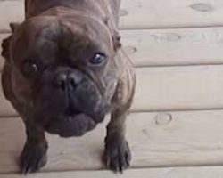 Singing French Bulldog Puppy Makes Her Family Smile Every Day