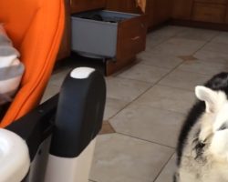 Family Dog Helps Baby Say ‘Dada’ For The First Time! Aww, So Adorable!