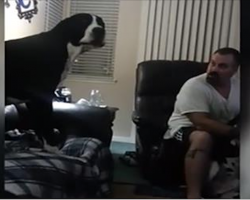 Spoiled Great Dane Can’t Handle Being Ignored. His Tantrum Has Mom And Dad Cracking Up!