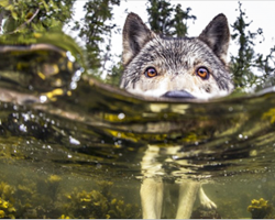 Meet Rare Sea Wolves Who Live Off The Ocean And Can Swim For Hours