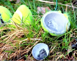 Be on the lookout for tennis ball bombs… this is just sickening
