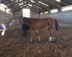 Blind Foal Meets Her Mini Donkey Caretaker