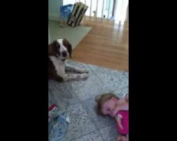 This Is Why We Have Dogs For Our Kids. Absolutely Hysterical!!!