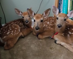 Woman Finds Three Deer Huddled In House After Leaving Back Door Open During A Storm