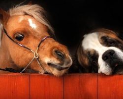 17 Tiny Mini Horses Who Have Hearts As Big As Stallions!