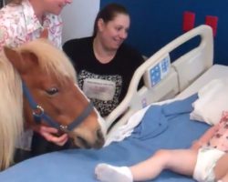 Mini Horse Brings Joy To Children’s Hospital