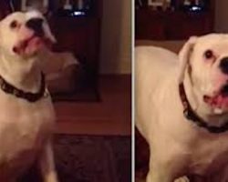 Tired Boxer Adorably Argues With His Human About Bedtime