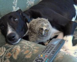 These Unexpected Animal Friendships Prove Love Has No Boundaries!