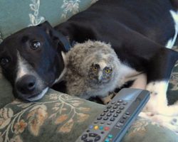 These Unexpected Animal Friendships Prove Love Has No Boundaries!