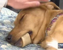 Vets Warn Dog Owners Of The Dangers Of Marrow Bones