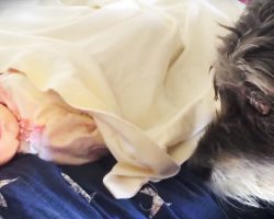 Watch This Baby’s Blanket – This Little Dog Is About To Do Something Amazing!