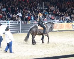 Well-trained horse performs hilarious ‘choreography’ to Billy Ray Cyrus classic