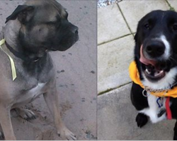 If You See A Dog With A Yellow Ribbon Tied To The Collar, Here’s What You Need To Do