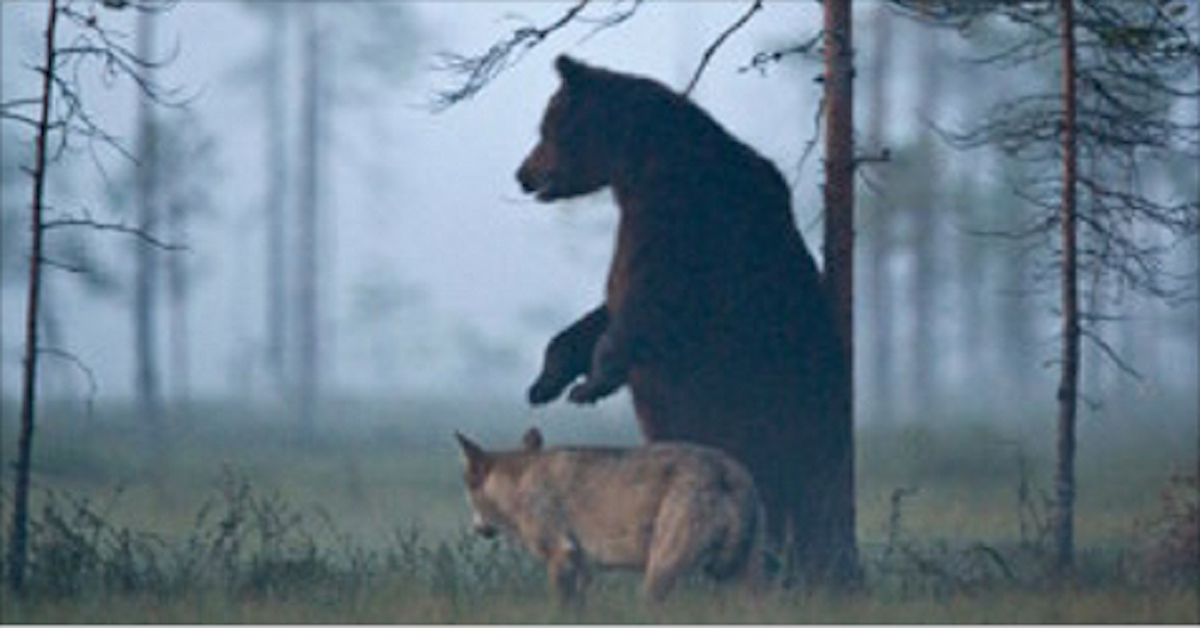 Какие отношения складываются между брусникой и медведем. Волки и медведи. Волк «волк— медведь». Медведь и лиса. Медведица и волк.