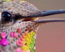 Woman captures stunning pictures of hummingbirds in her backyard (8+ photos)