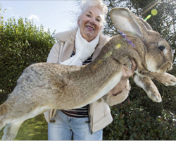 World’s Biggest Bunny Weighs 50 Pounds And His Son Is Outgrowing Him