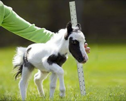 The smallest horse in the world is unimaginably adorable