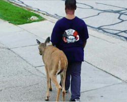 10-year-old boy walks blind deer across the street to find food everyday before school