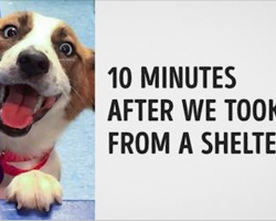15 Animals Before and After They Were Taken from a Shelter