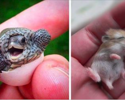 15 baby animals that shouldn’t be allowed to be this cute