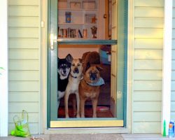 20 Things All Dog Owners Must Never Forget