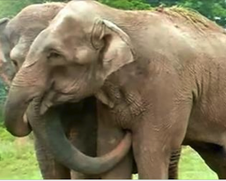 Witness The Emotional Reunion Between 2 Former Circus Elephants After Being Apart For 22 Years