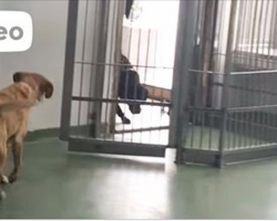 Dog was Adopted 4 yrs ago. Now Watch as an Old Friend Walks through the Door