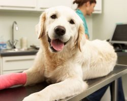 Pet Insurance: What You Need to Know