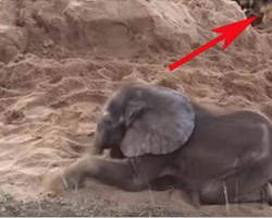 Baby Elephant Is Abandoned By His Herd. Now Watch Who Shows Up Behind. Wow!