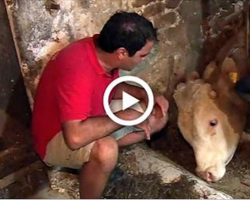 Abused bull has been chained his whole life, has emotional reaction when he’s finally freed