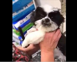 Pup Begins “Talking” To Groomer. Mom’s Captured Footage Has Internet In Laughter