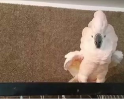 Angry cockatoo is told to go to her cage, throws an expletive-filled tantrum. HILARIOUS!