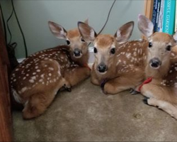 Woman Leaves Back Door Open As Storm Approaches, Then Walks Inside To Find 3 Baby Deer