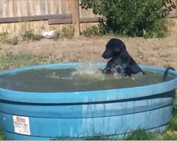 Black Labrador caught having way too much fun in the pool