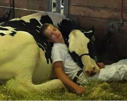Teen and his cow lose at state fair, take a nap together and win hearts of millions instead