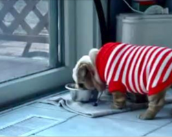 Bulldog Puppy Throws Temper Tantrum Over New Sweater! It’s The Cutest Thing EVER!!