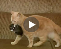 Cat Finds An Orphaned Baby Rabbit. Even Mom Is Shocked By What She Does With It…
