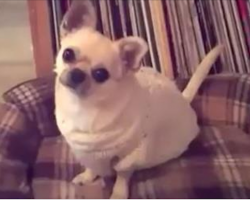 Chihuahua Has The Most Adorable Reaction When Asked If She Wants To Go For A Walk